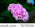 hydrangea   7670936