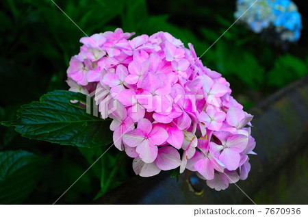 hydrangea hydrangea 7670936