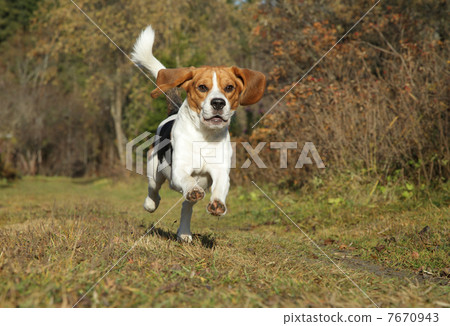 Beagle running in autumn park Beagle running in autumn park 7670943