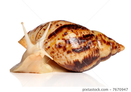 Giant African snail Achatina Giant African snail Achatina 7670947