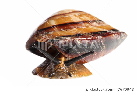 Big snail crawling Big snail crawling 7670948