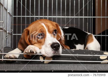 Dog in cage 7670949