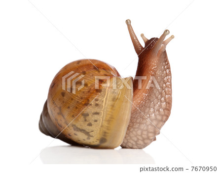 Garden Snail on white background Garden Snail on white background 7670950