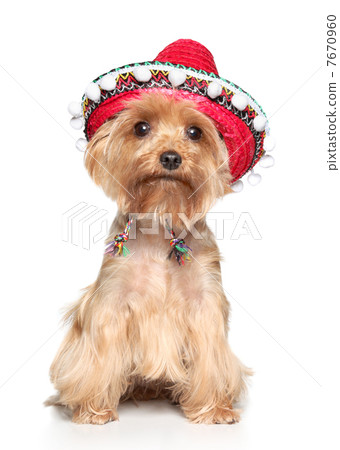 Yorkshire terrier in hat on a white background 7670960