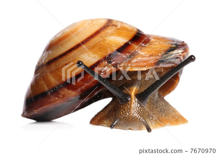 Snail crawling 7670970