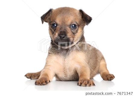 Chihuahua puppy (one month) 7671347
