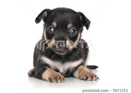 Chihuahua puppy (1 month) 7671351