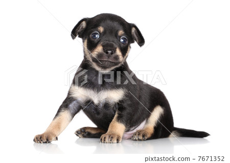Chihuahua puppy posing Chihuahua puppy posing 7671352