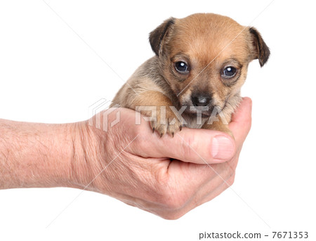 Chihuahua sitting in hand Chihuahua sitting in hand 7671353