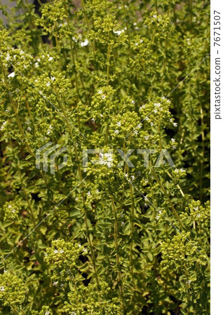 Oregano's flowers and buds 7671507