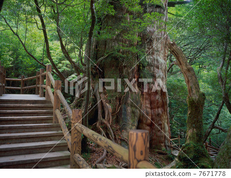 AD雪松 AD雪松 7671778