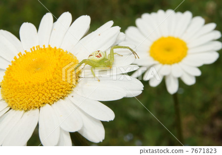 Hanagumo Hanagumo 7671823