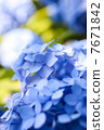 繡球 7671842
