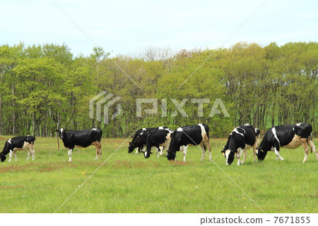 荷斯坦牛北海道牧場 7671855