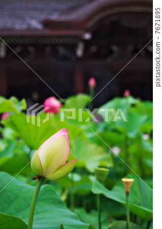 Lotus Lotus 7671895