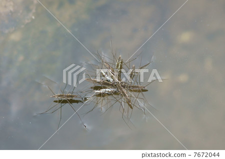 這是一個水上賽馬amumbo。這似乎是在用餐期間。 7672044