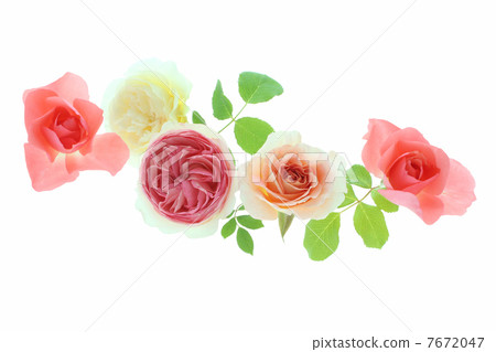 玫瑰插花,Claire Austin,Fiona Guerin等 玫瑰插花,Claire Austin,Fiona Guerin等 7672047
