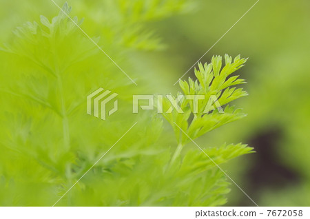 胡蘿蔔離開 7672058