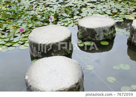 某些睡蓮池塘 7672059