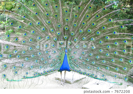 Spreading feathers and watching here Indian peacock 02 Spreading feathers and watching here Indian peacock 02 7672208