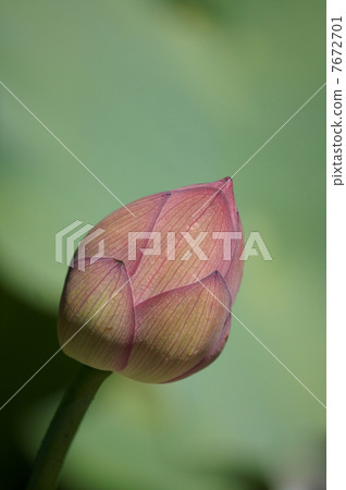 蓮花無芽有一種感覺,有優雅的大花盛開。 蓮花無芽有一種感覺,有優雅的大花盛開。 7672701