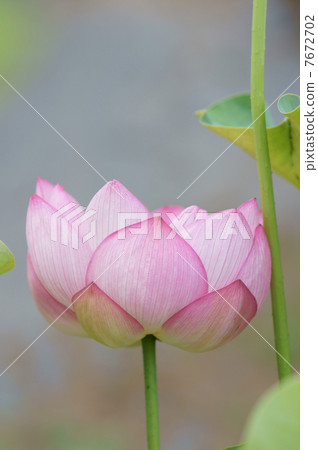 一個古老蓮花柔和的婦女的圖像 7672702