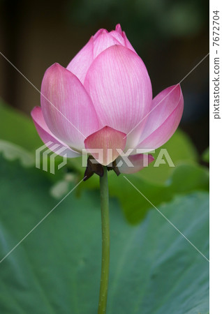 端莊的蓮花 端莊的蓮花 7672704