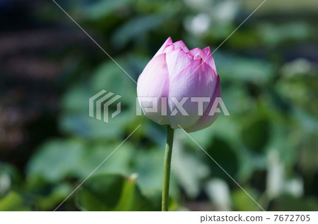 My name is Masayoshi Shinnoren. My name is Masayoshi Shinnoren. 7672705