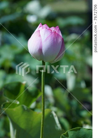 我的名字是Masayoshi Shinnoren。 7672706