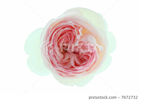 Rose Pierre de Ronsar Rose Pierre de Ronsar 7672732