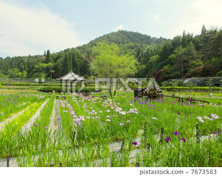 Nagasawa-ji Temple flower garden "Hanasobu-tou and Six traditional mills" Nagasawa-ji Temple flower garden "Hanasobu-tou and Six traditional mills" 7673583