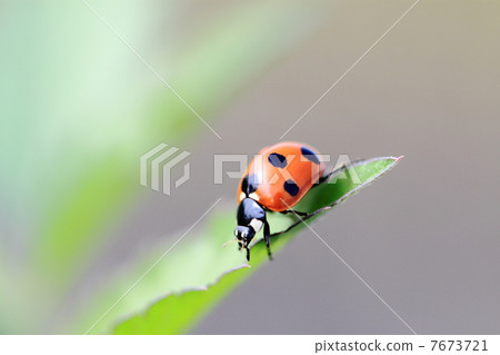 Ladybird 7673721