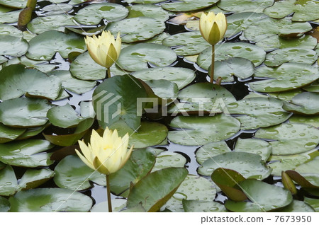 Water lilies yellow flowers 7673950
