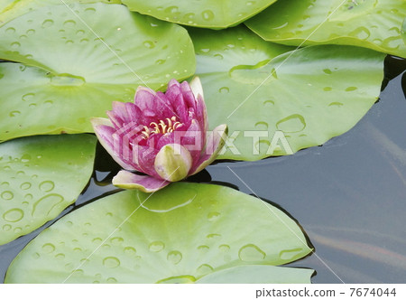 水百合花大 7674044