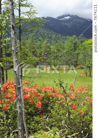 Kamikochi Tashiro Mogahara和山杜鵑花 Kamikochi Tashiro Mogahara和山杜鵑花 7674111