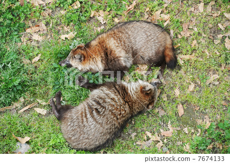 Two raccoon dogs sleeping as if dead Two raccoon dogs sleeping as if dead 7674133