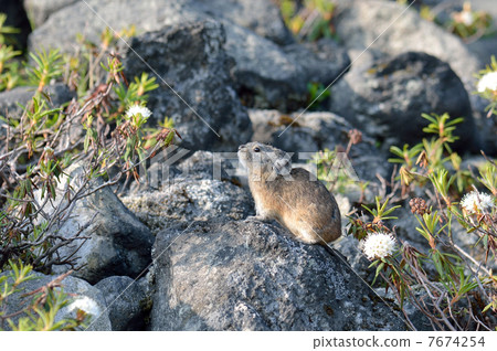 Ezo頑皮的兔子 7674254