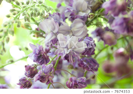 紫藤紫藤 7674353