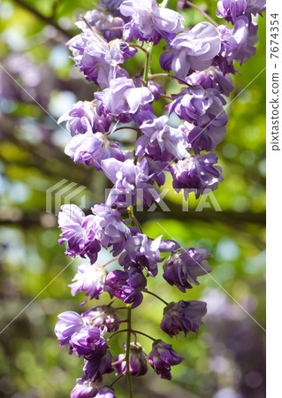 紫藤紫藤 7674354
