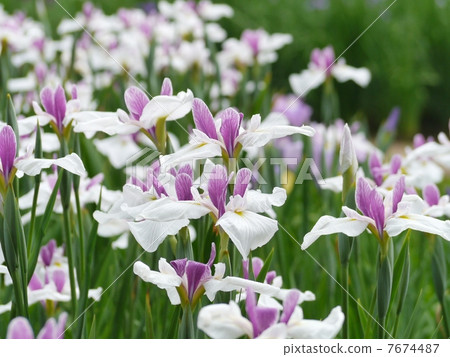 鳶尾花 鳶尾花 7674487