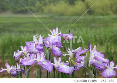 鳶尾花 鳶尾花 7674489