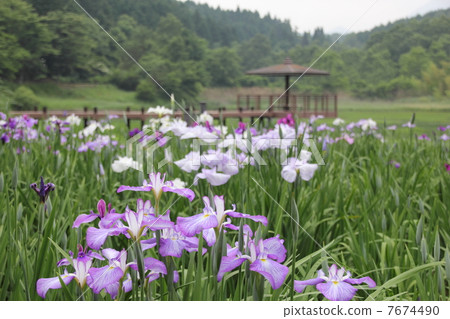 鳶尾花 鳶尾花 7674490