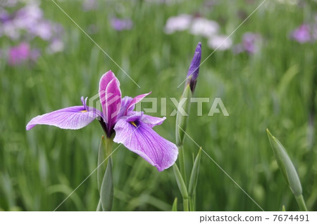 鳶尾花 鳶尾花 7674491