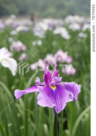 鳶尾花 鳶尾花 7674493