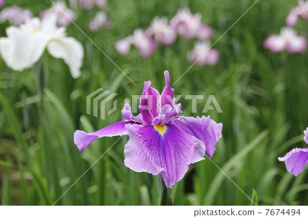 鳶尾花 鳶尾花 7674494