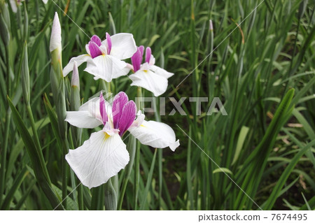 鳶尾花 鳶尾花 7674495