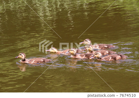 嬰兒在游泳熊 嬰兒在游泳熊 7674510