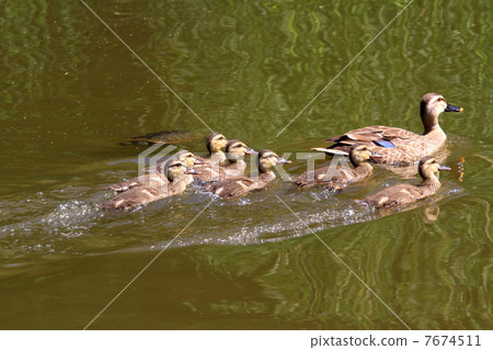 游泳甲蟲的父母和孩子 7674511