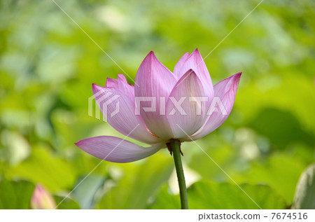 Lotus flower  7674516