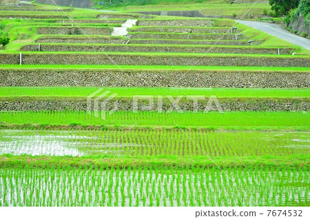 Rice terrace after rice planting 7674532
